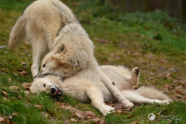 Polarwölfe Arctic wolves Anyu Nova Yuki